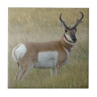 Gabelbock Großer Bock Fliese