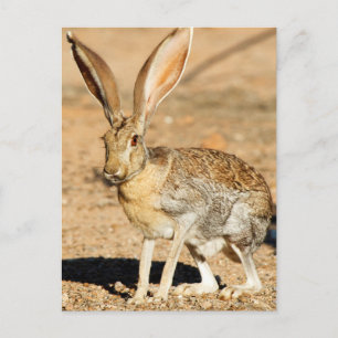 Gabelbock-Hasen Bildnis, Arizona Postkarte