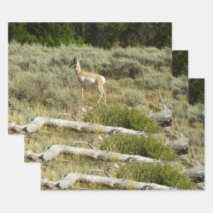Gabelbock im Grand-Teton-Nationalpark Geschenkpapier Set