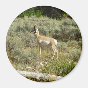 Gabelbock im Grand-Teton-Nationalpark Magnet