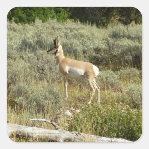 Gabelbock im Grand-Teton-Nationalpark Quadratischer Aufkleber