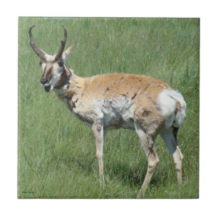Gabelbock kaut fliese