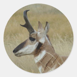 Gabelbock Kopf Schuss Profil A4 Runder Aufkleber