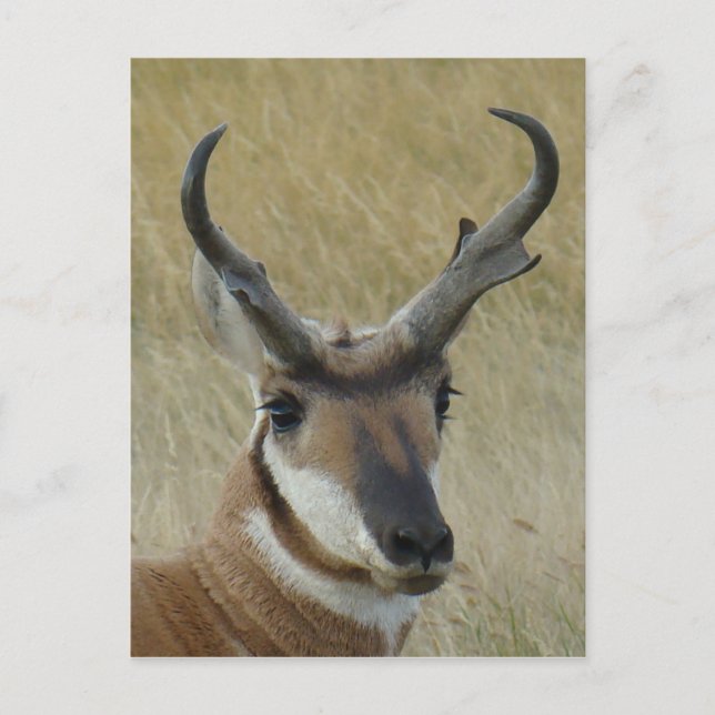 Gabelbock Kopfschuss A21 Postkarte (Vorderseite)