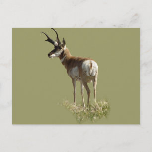 Gabelbockbock A43 Postkarte