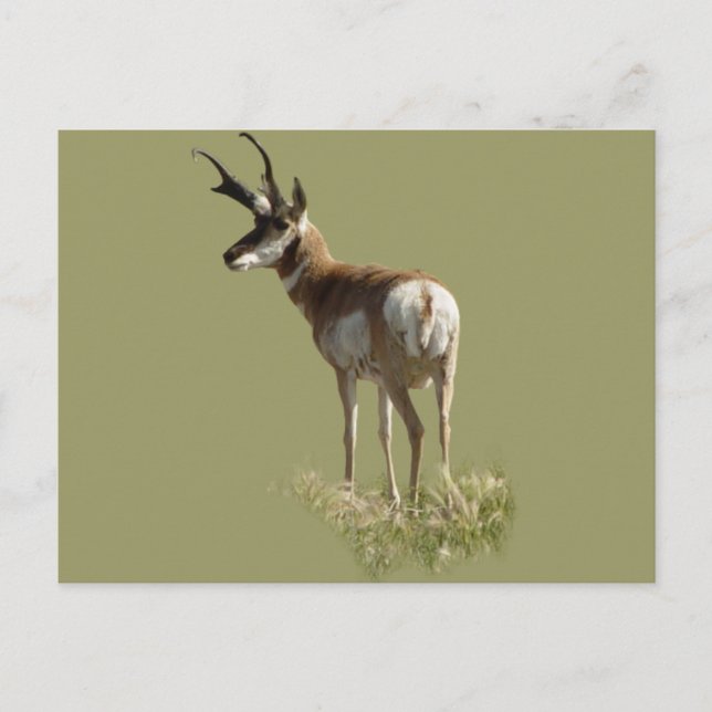 Gabelbockbock A43 Postkarte (Vorderseite)