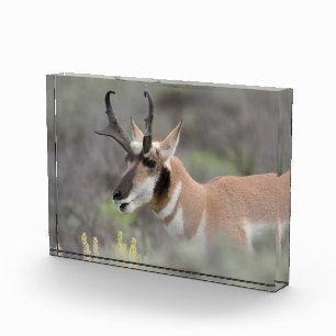 Gabelbockbock Grand Tetons Fotoblock