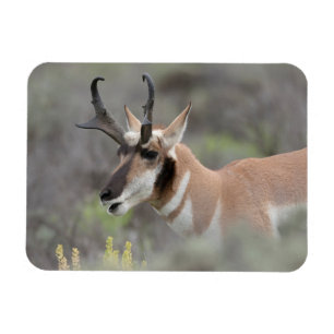 Gabelbockbock Grand Tetons Magnet