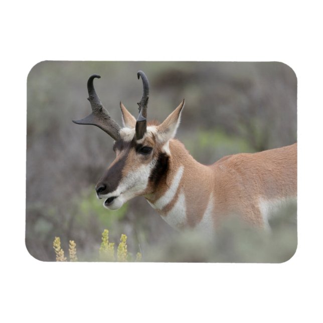 Gabelbockbock | Grand Tetons Magnet (Horizontal)