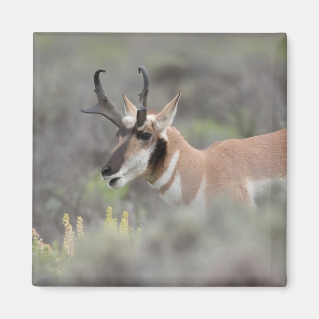 Gabelbockbock | Grand Tetons Magnet (Vorne)