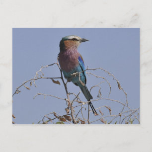Gabelroller Bird Botswana Postkarte