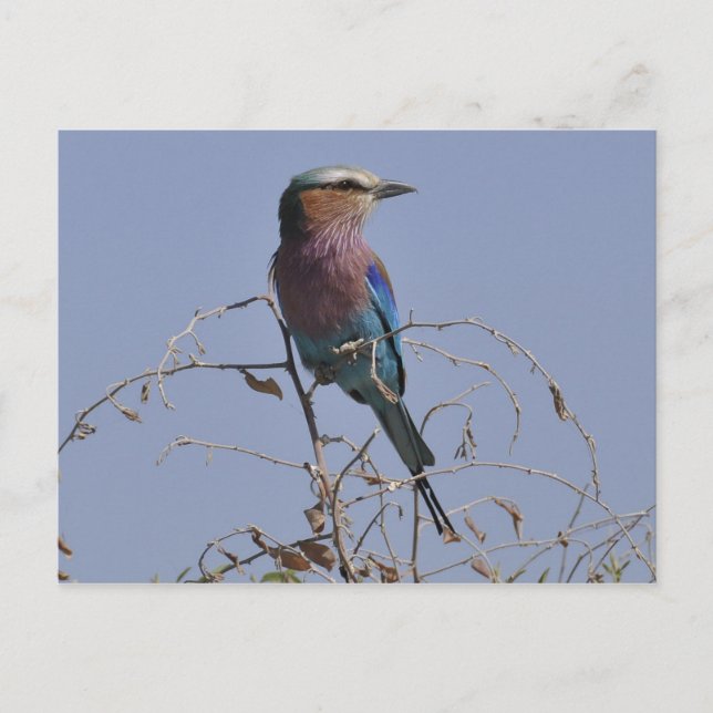 Gabelroller Bird Botswana Postkarte (Vorderseite)