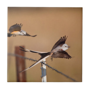 Gabelschwanz-Königstyrann (Tyrannus Forficatus) Fliese