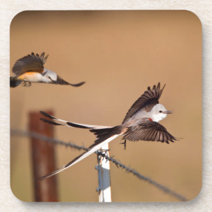 Gabelschwanz-Königstyrann (Tyrannus Forficatus) Untersetzer
