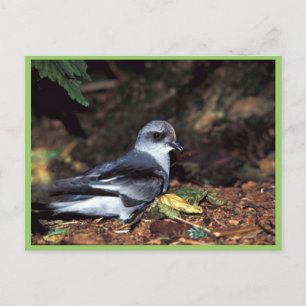 Gabelschwanz-Sturmfalke, St. Postkarte