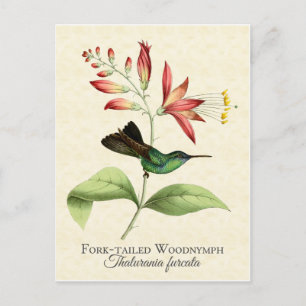 Gabelschwanz-Waldnymphe-Kolibri-Kunst-Postkarte Postkarte