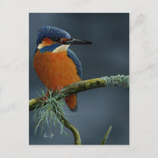 Gaben von Kingfisher Postkarte