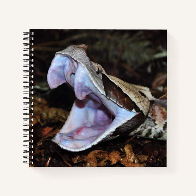 Gabon Viper Notizbuch (Vorderseite)