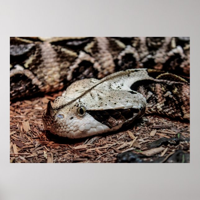 Gaboon Viper Snake Foto Poster (Vorne)