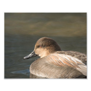 Gadwall Dabbling Duck Fotografie Print