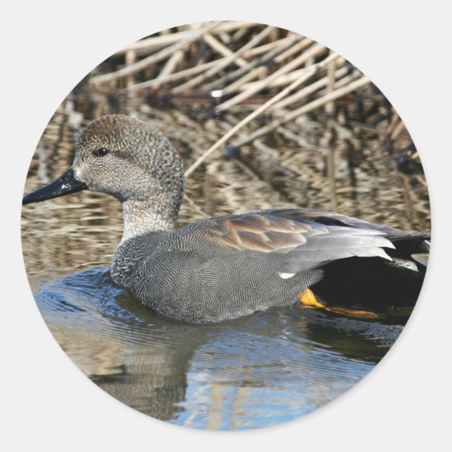 Gadwall Drake Runder Aufkleber (Vorderseite)