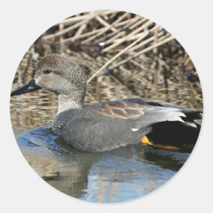Gadwall Drake Runder Aufkleber