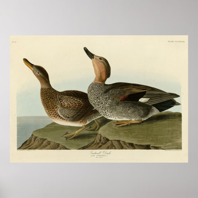 Gadwall Duck - John Audubons Vögel in Amerika Poster (Vorne)
