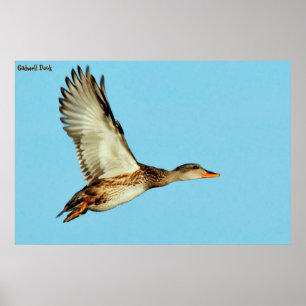 Gadwell Duck Poster