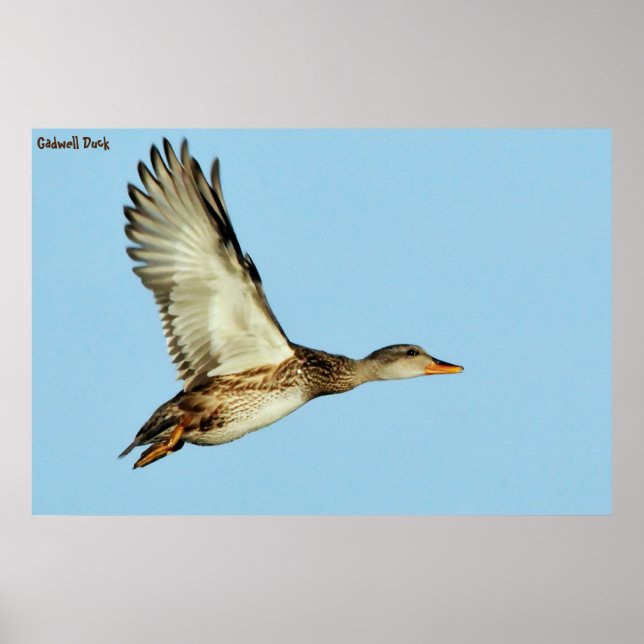 Gadwell Duck Poster (Vorne)