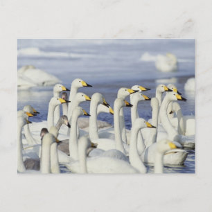Gaggle Gese Postkarte