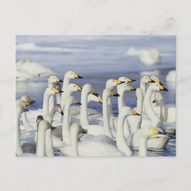 Gaggle Gese Postkarte (Vorderseite)