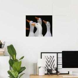 Gaggle von weißen Enten fotografisch Poster