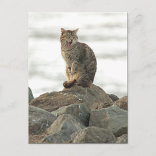 Gähnen der Katze auf der Rocks-Postkarte Postkarte