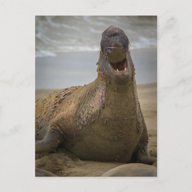 Gähnen eines Siegels Postkarte (Vorderseite)