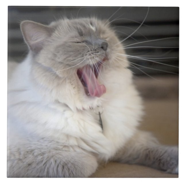gähnende Neva Masquerade-Katze Fliese (Vorderseite)