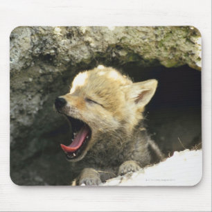 Gähnender Kojotewelpe Mousepad