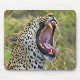 Gähnender Leopard, größerer Kruger Nationalpark Mousepad