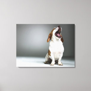 Gähnender Mischzuchthund, Nahaufnahme Leinwanddruck