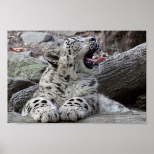 Gähnender Schnee-Leopard CUB Poster