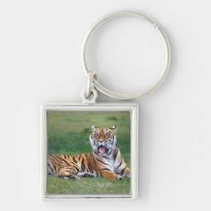 Gähnender Tiger Schlüsselanhänger