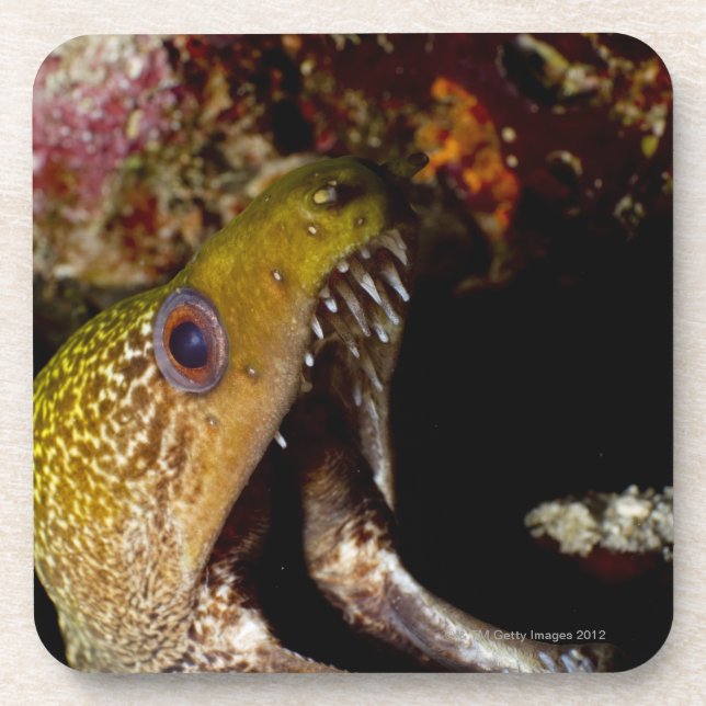 Gähnender und einschüchternder Mund von einem Untersetzer (Vorderseite)