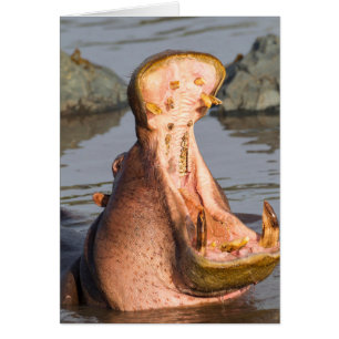 Gähnendes Flusspferd, Tansania