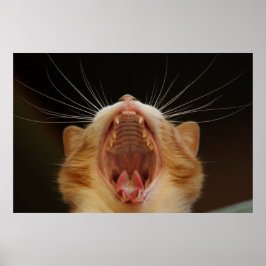 Gähnenkatze Kitty, Kitten Foto Poster
