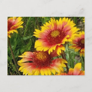 GAILARDIA AUF DER PRAIRIE - POSTCARD POSTKARTE