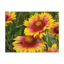 GAILARDIA AUF DER PRAIRIE - POSTCARD
