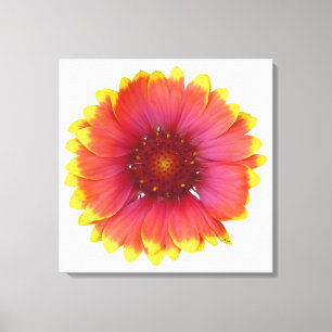 Gaillardia 1 leinwanddruck