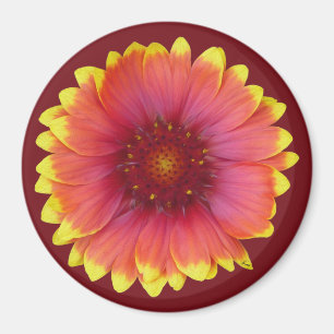 Gaillardia 1 magnet