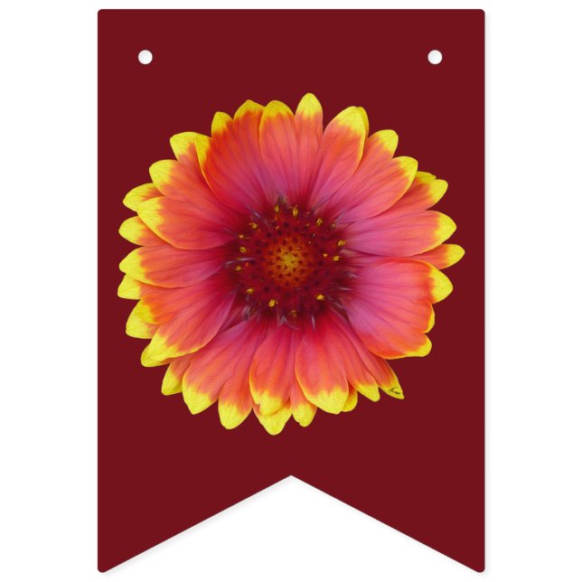 Gaillardia 1 wimpelkette (Erste Fahne)