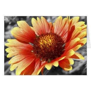 Gaillardia Blanket Blume Blank Inside Danke