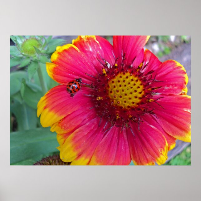 Gaillardia und Ladybug Poster (Vorne)